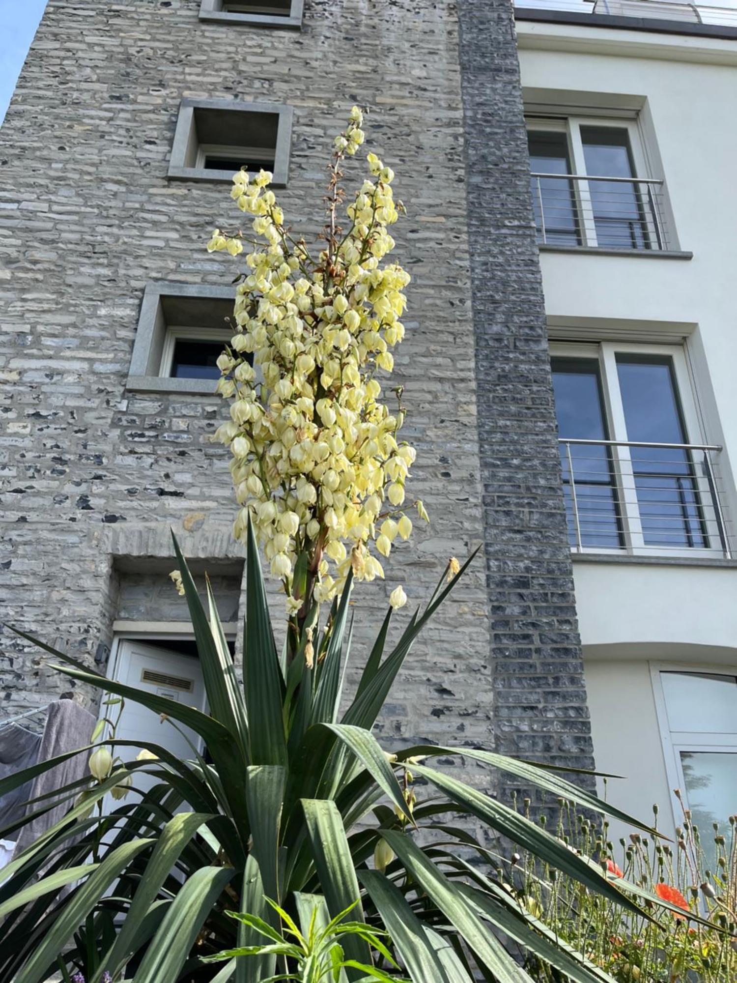 Penthouse - Villa Cardano Como Exterior foto